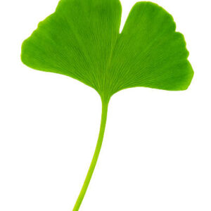 Ginko Biloba Extract 100g