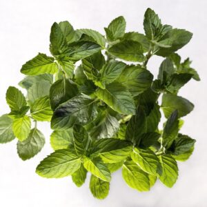 Spearmint Powder 100g