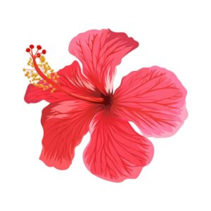 Hibiscus Flower 100g