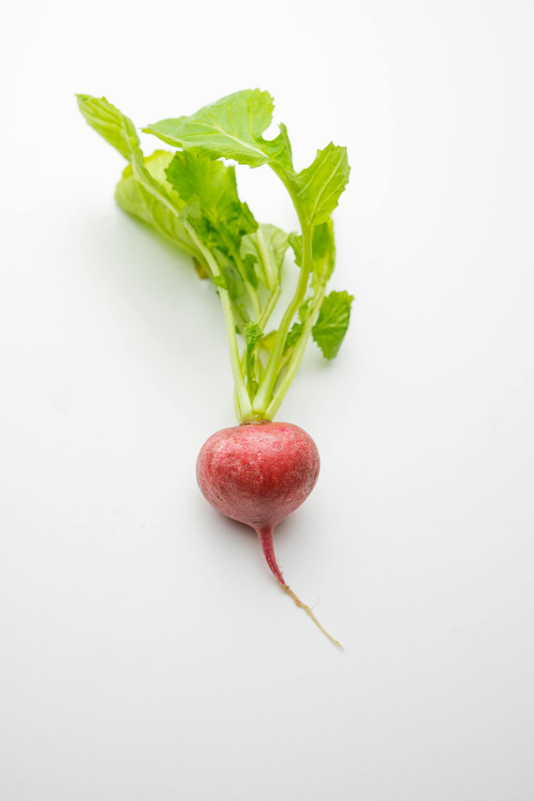 Radish – Peppery & Crisp