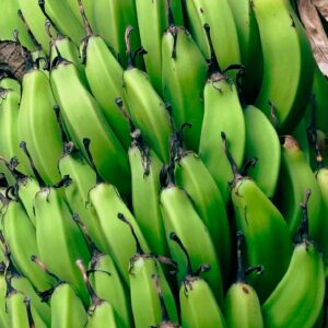 Detailed shot of fresh green bananas growing in a tropical setting.