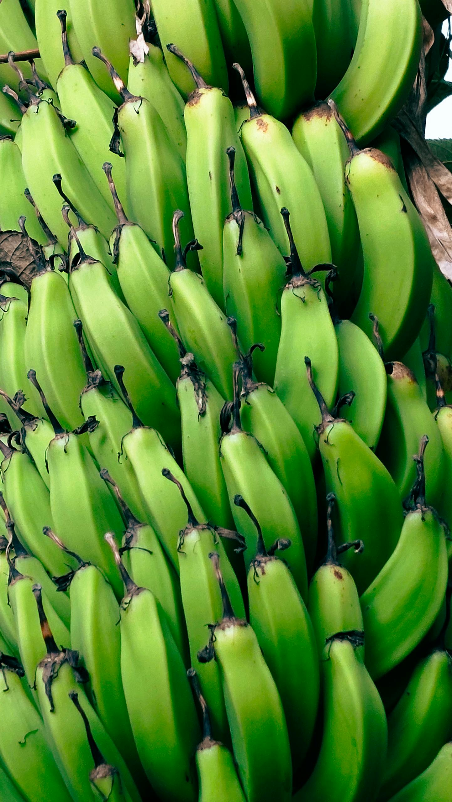 Detailed shot of fresh green bananas growing in a tropical setting.