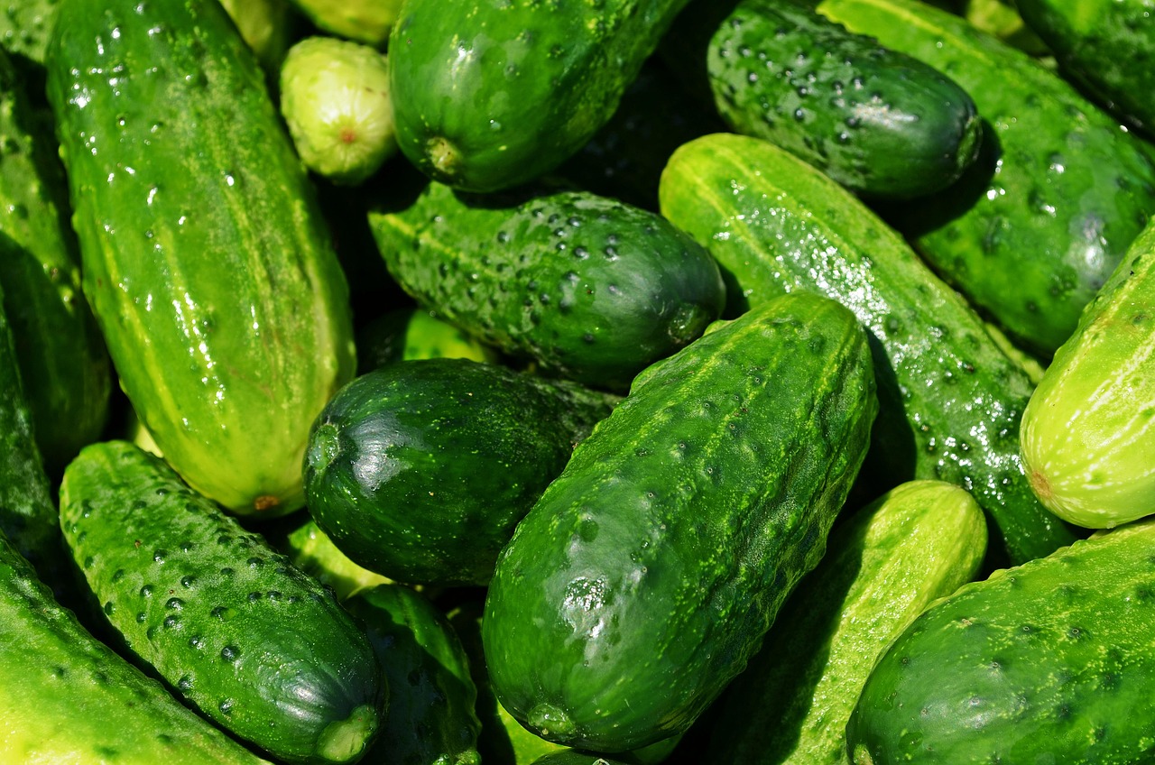 cucumbers, vegetables, green, healthy, fresh, food, green food, green vegetables, produce, harvest, organic, fresh produce, farmer's market, vegetable stand, vegetables, vegetables, vegetables, vegetables, vegetables, green, food, food