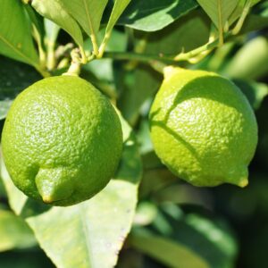 lemon, green, lemon tree, citrus fruits, grow, southern, mediterranean, lemon, lemon, lemon tree, lemon tree, lemon tree, lemon tree, lemon tree