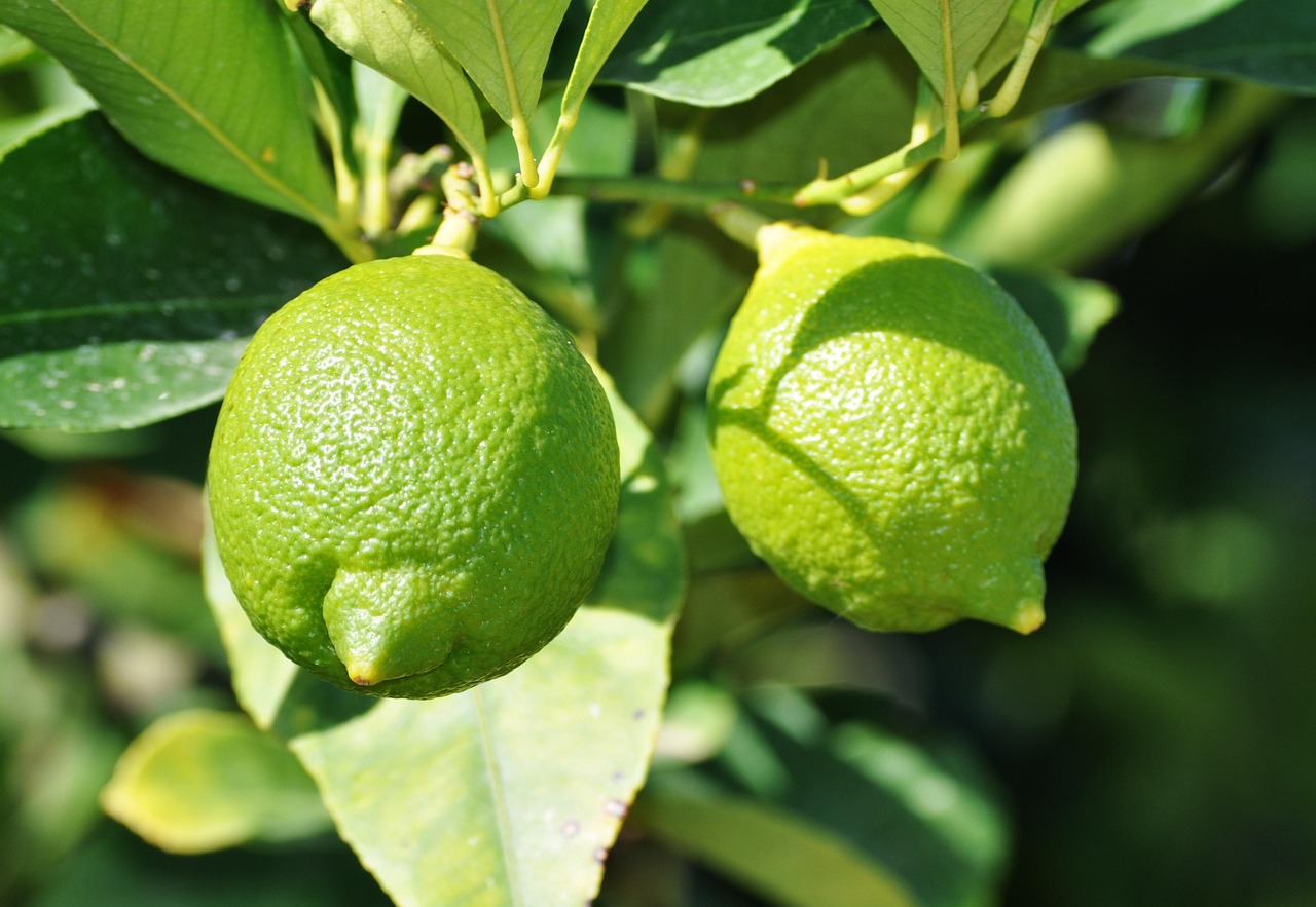 lemon, green, lemon tree, citrus fruits, grow, southern, mediterranean, lemon, lemon, lemon tree, lemon tree, lemon tree, lemon tree, lemon tree
