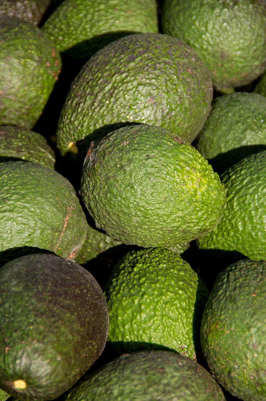 avocados, fruit, harvest, healthy, organic, hass avocado, persea americana