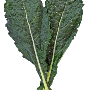 kale, lacinato, lacinato kale, dino kale, black kale, veg, vegetable, kale, kale, kale, kale, kale