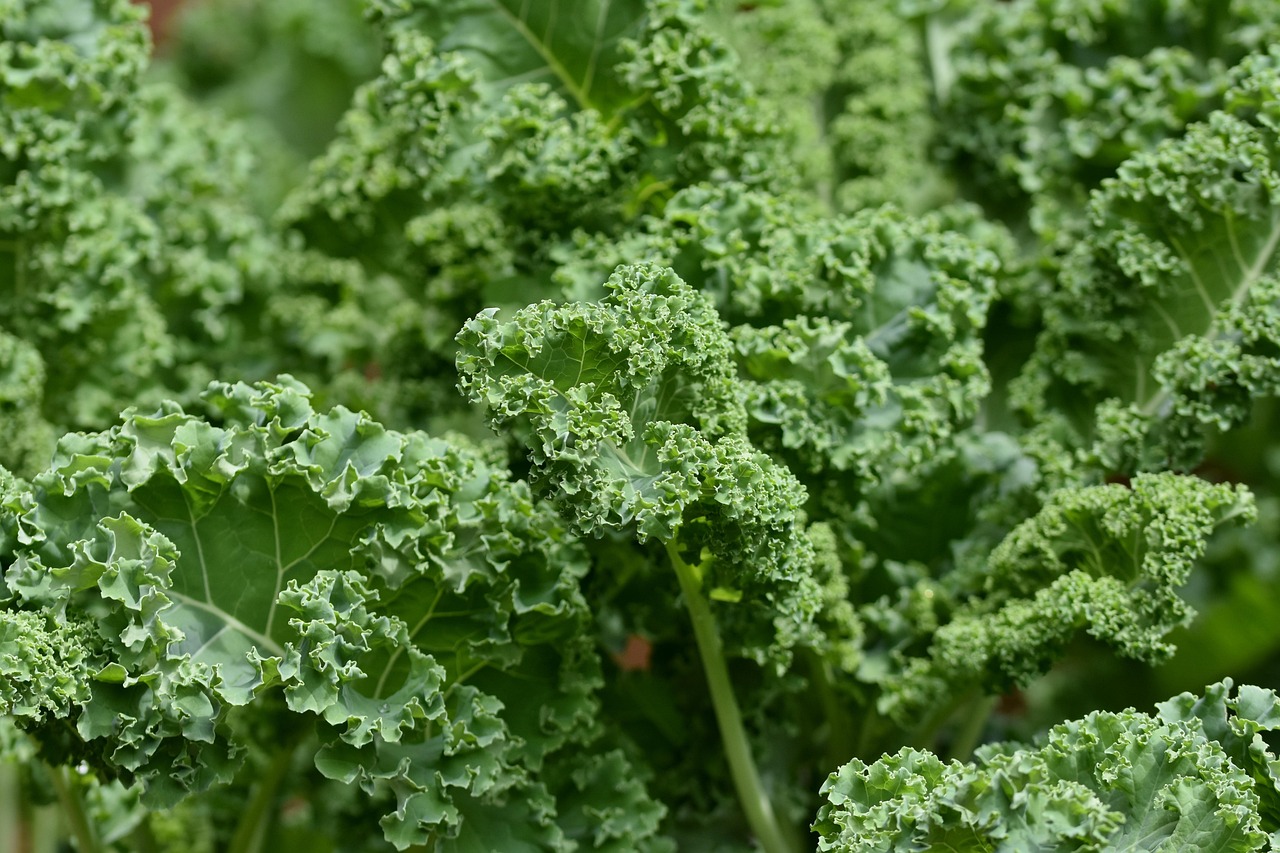 kale, cabbage, vegetables, plant, green, leaves, salad, fresh, organic, food, vitamins, healthy, garden