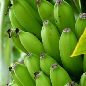 Cluster of unripe green bananas growing in lush tropical foliage.