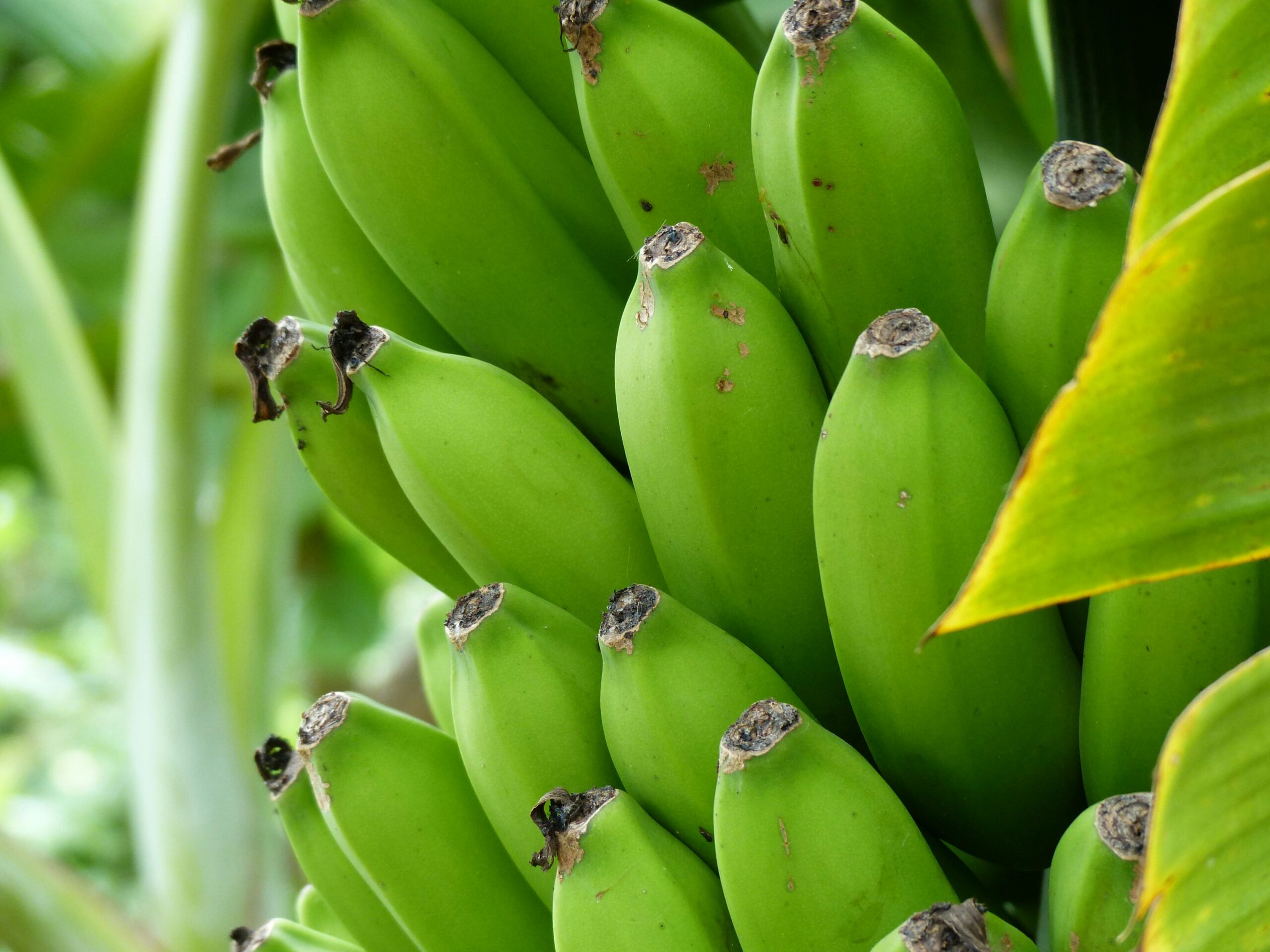 Cluster of unripe green bananas growing in lush tropical foliage.